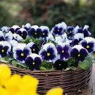 Pansy Inspire+ Beaconsfield 250 seeds