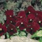 Pansy Inspire+ Red Blotch 250 seeds