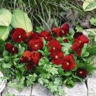 Pansy Inspire+ Scarlet 250 seeds
