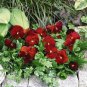 Pansy Inspire+ Scarlet 250 seeds