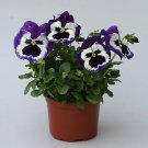 Pansy Magnum Purple Bicolor 250 seeds