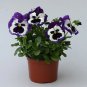Pansy Magnum Purple Bicolor 250 seeds