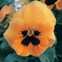 Pansy Magnum Orange-Blotch 250 seeds