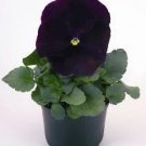 Pansy Inspire+ Violet 250 seeds