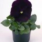Pansy Inspire+ Violet 250 seeds