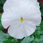 Pansy Magnum White-Clear 250 seeds