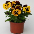 Pansy Magnum Red Wing 250 seeds