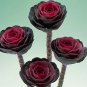 Flowering Cabbage Crane Red 250 seeds