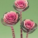 Flowering Cabbage Crane Pink 250 seeds