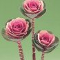 Flowering Cabbage Crane Pink 250 seeds