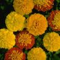 Marigold Boy O Boy Mix 1,000 seeds