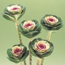 Flowering Cabbage Crane Bicolor 250 seeds