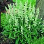 Salvia Victoria White (Argent) 500 seeds