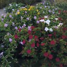 Mirabilis Country Garden Mix 250 seeds