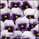Pansy Magnum Beaconsfield 250 seeds