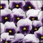 Pansy Magnum Beaconsfield 250 seeds