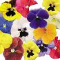 Pansy Ice 500 seeds