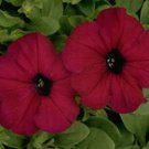 Petunia Carpet Velvet 1,000 seeds