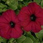 Petunia Carpet Velvet 1,000 seeds