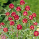 Gomphrena haageana Qis Carmine 500 seeds