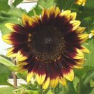 Helianthus Florenza 250 seeds
