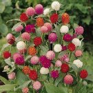 Gomphrena haageana Qis Mix 500 seeds
