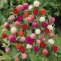 Gomphrena haageana Qis Mix 500 seeds