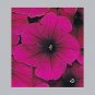 Petunia Celebrity Burgundy 1,000 seeds