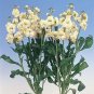 Stock Cheerful Yellow 250 seeds