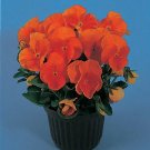 Pansy Padparadja 250 seeds