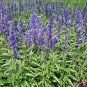 Salvia Saga Blue 250 seeds