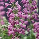 Salvia Summer Jewel Lavender 250 seeds