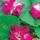 Morning Glory Ruffles 100 seeds