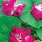 Morning Glory Ruffles 100 seeds