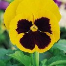 Pansy Magnum Yellow-Blotch 250 seeds