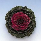 Flowering Kale Songbird Red 250 seeds