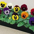 Pansy Magnum Blotch Mix 250 seeds