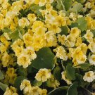 Nasturtium Jewel Golden Globe 100 seeds