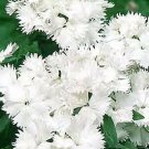 Dianthus Ideal Select White 250 seeds