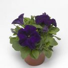 Petunia Duvet Blue 500 seeds