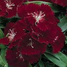 Dianthus Ideal Select Crimson 250 seeds