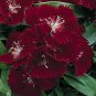 Dianthus Ideal Select Crimson 250 seeds