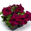 Petunia Damask Purple 500 seeds