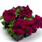 Petunia Damask Purple 500 seeds