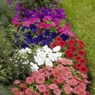 Petunia Damask Mix 500 seeds