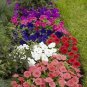 Petunia Damask Mix 500 seeds