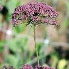 Ammi Black Knight 1,000 seeds