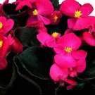 Begonia Senator Deep Rose 1,000 seeds