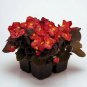 Begonia Nightlife Red 1,000 seeds