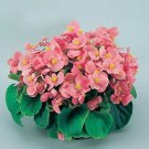 Begonia Super Olympia Pink 1,000 seeds